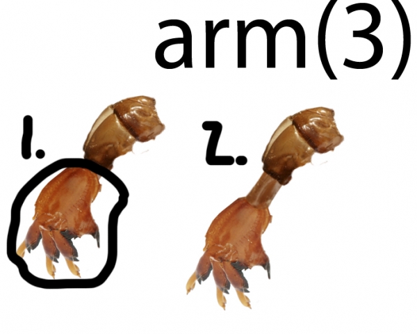 Creation of Robot fly! (updated): Step 13